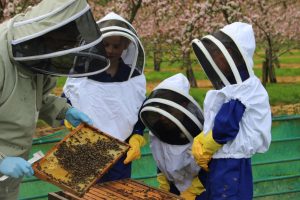 beekeeping prep school activities extra-curricular Somerset UK